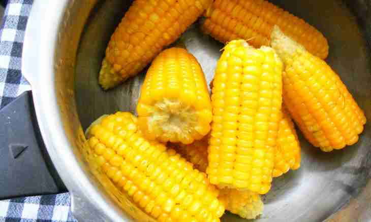 How to cook corn: useful tips